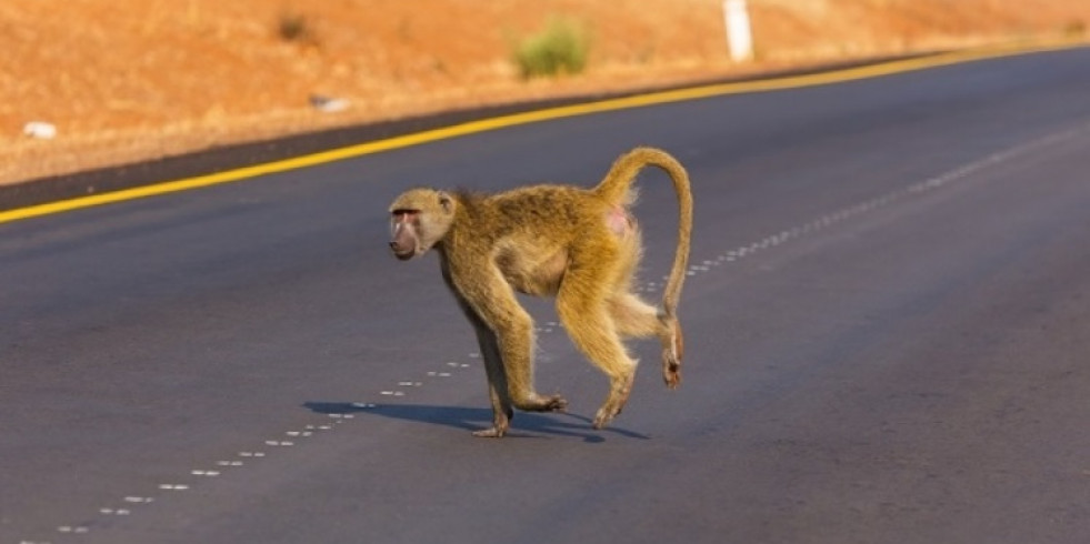 El estudio de los efectos negativos de las carreteras en animales es aún insuficiente