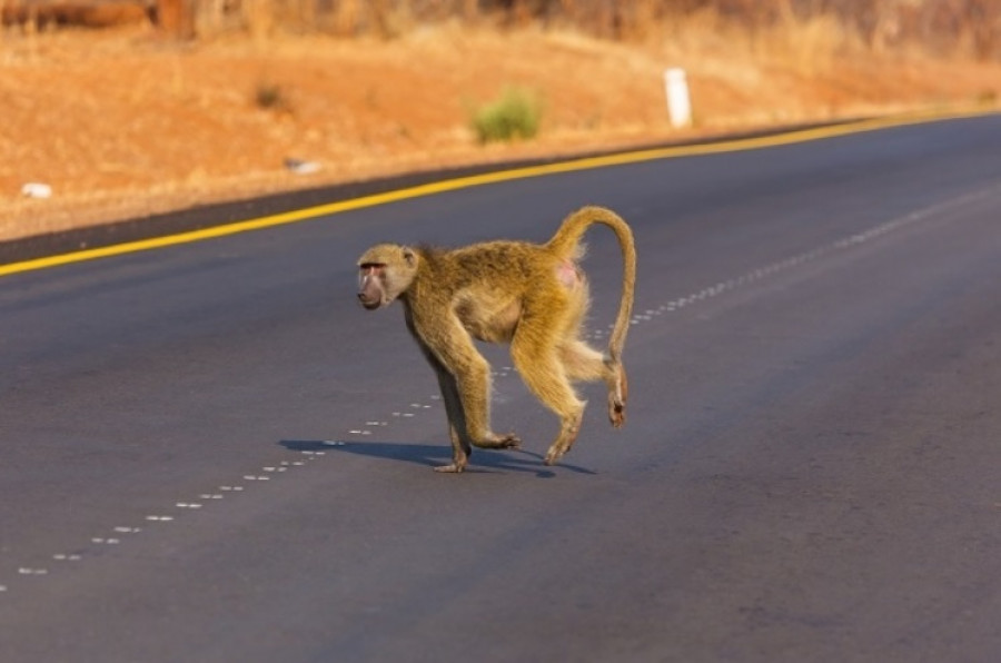 Mono atropello carretera