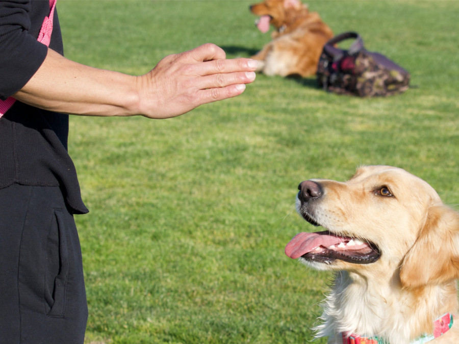Entrenamiento perro