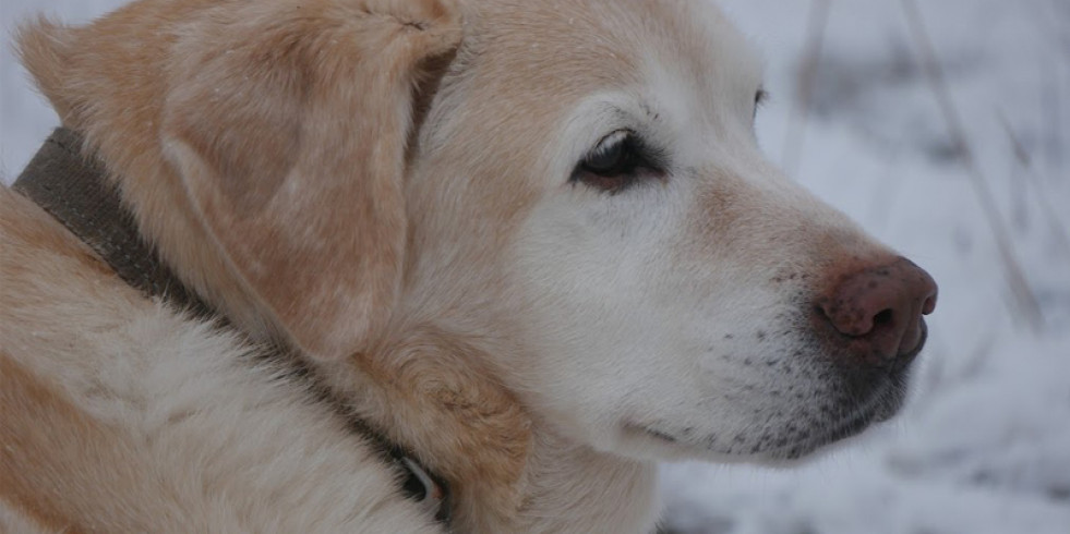 Validan al perro como modelo de estudio del Alzheimer en humanos