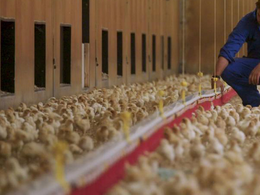 Avicultura pollo gallinas