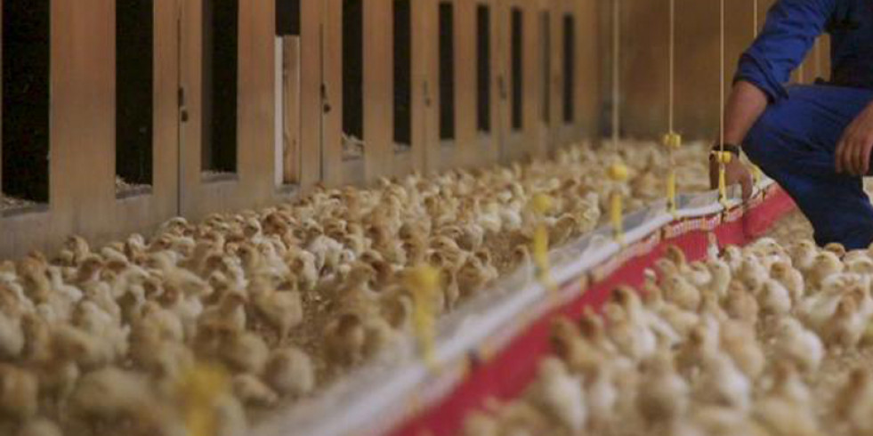 Europa publica un informe sobre el control oficial vinculado a la protección del bienestar de las gallinas