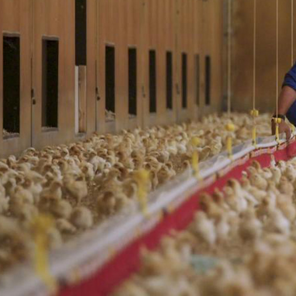 Europa publica un informe sobre el control oficial vinculado a la protección del bienestar de las gallinas