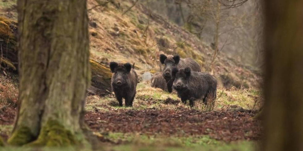 Nuevo salto de la peste porcina africana en Alemania