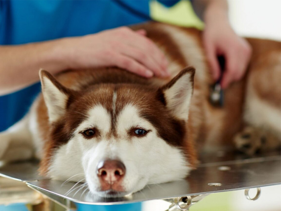 Perro veterinario