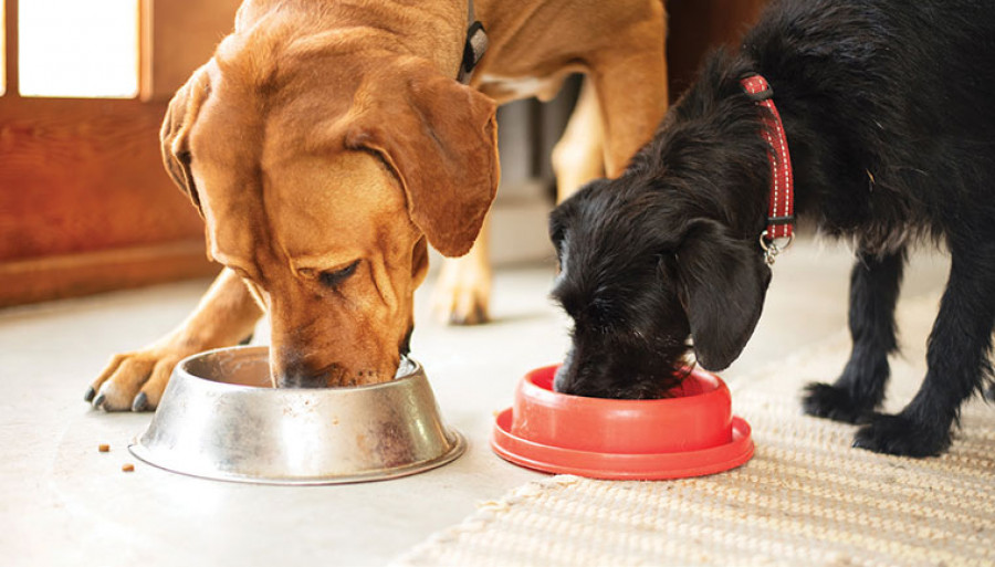 Comida pienso pet food