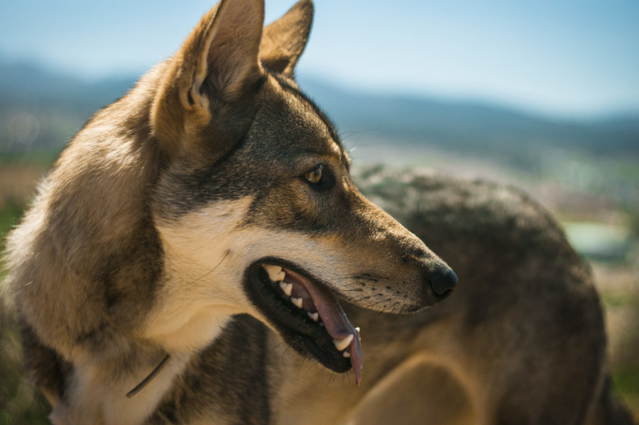 Perro ojos