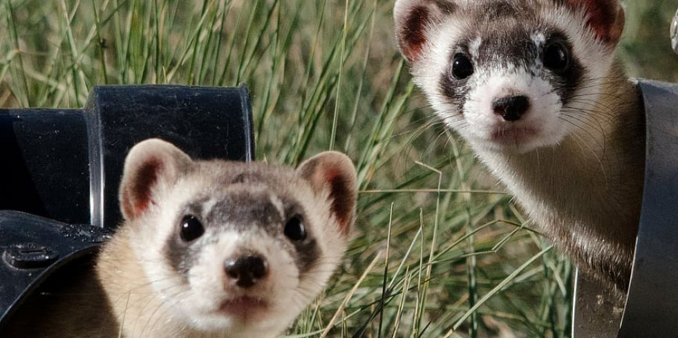 Elaboran una infografía con pautas para reconocer el dolor en mascotas exóticas