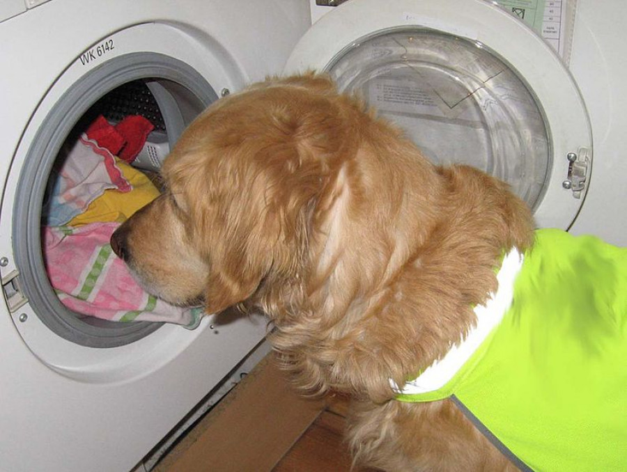 Perro lavadora AnnaLuciaKoerner