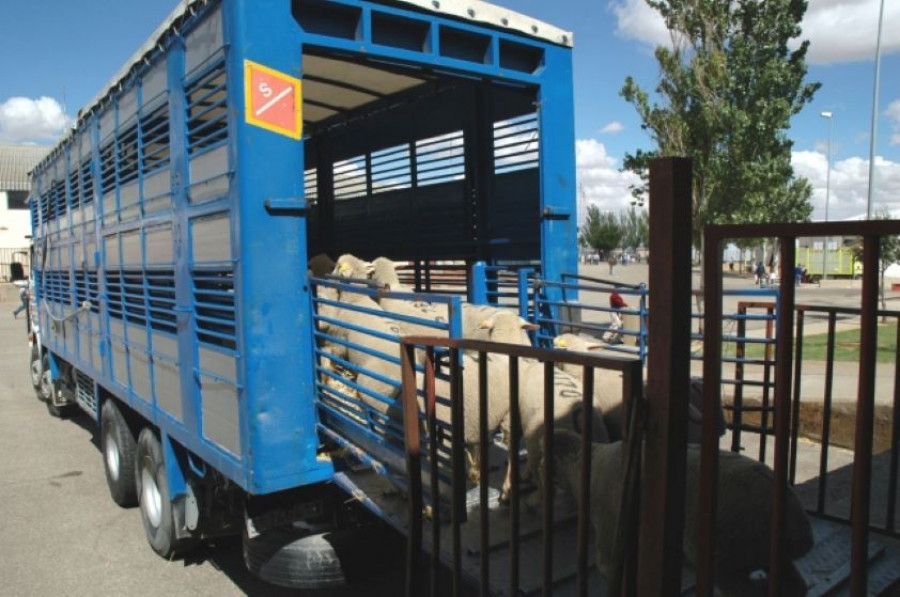 Transporte animal ocv