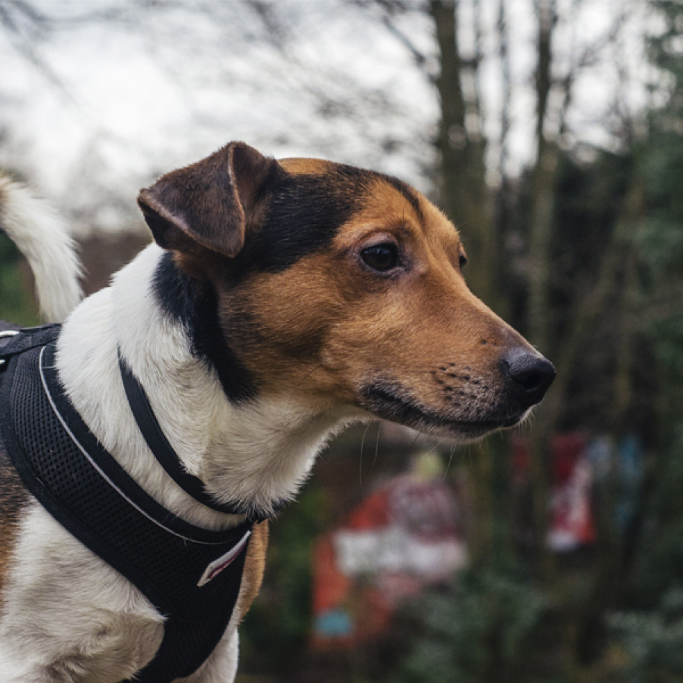 Los perros pueden sentirse más cómodos cuando usan un arnés frente a un collar