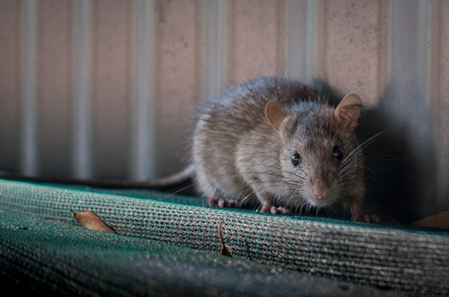 Ratas domésticas