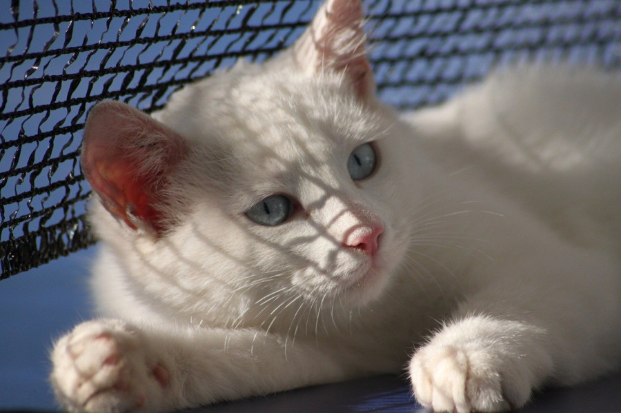 Gato blanco