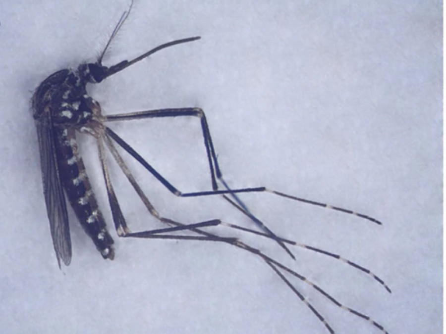 Mosquito coreano