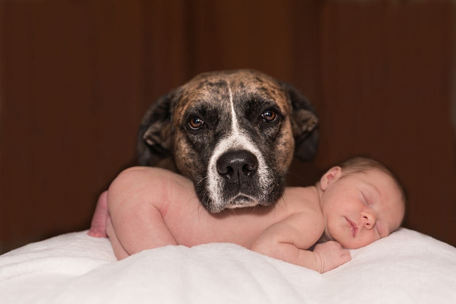 Perro bebé