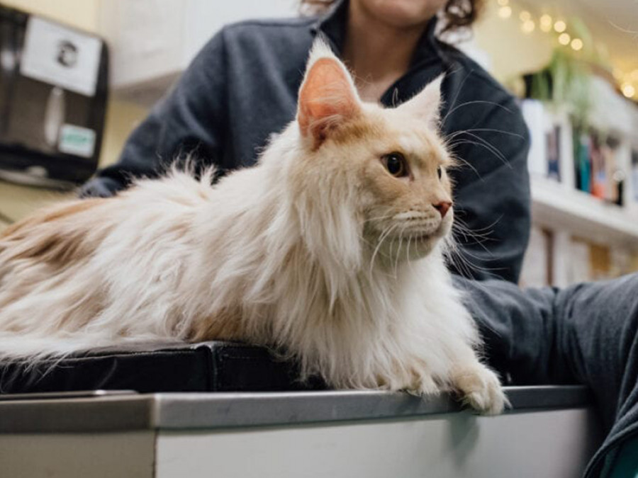 Gato visita veterinario