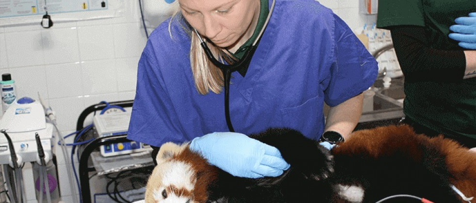 Consejos a estudiantes de veterinaria que se quieran dedicar a animales exóticos