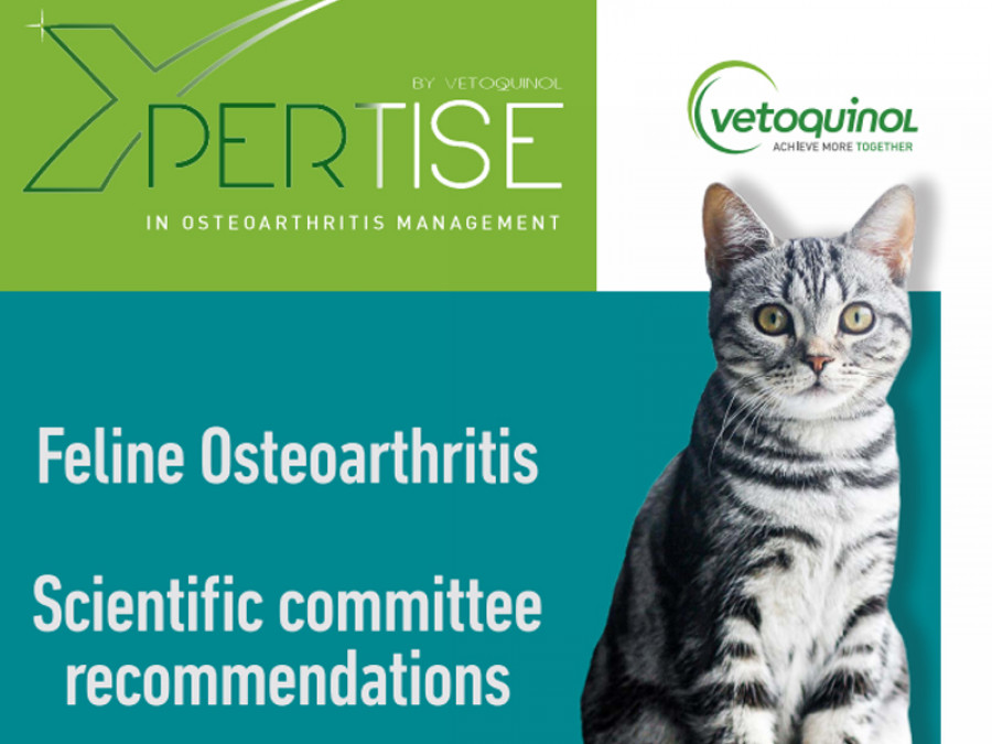 Vetoquinol guía osteoartritis felina