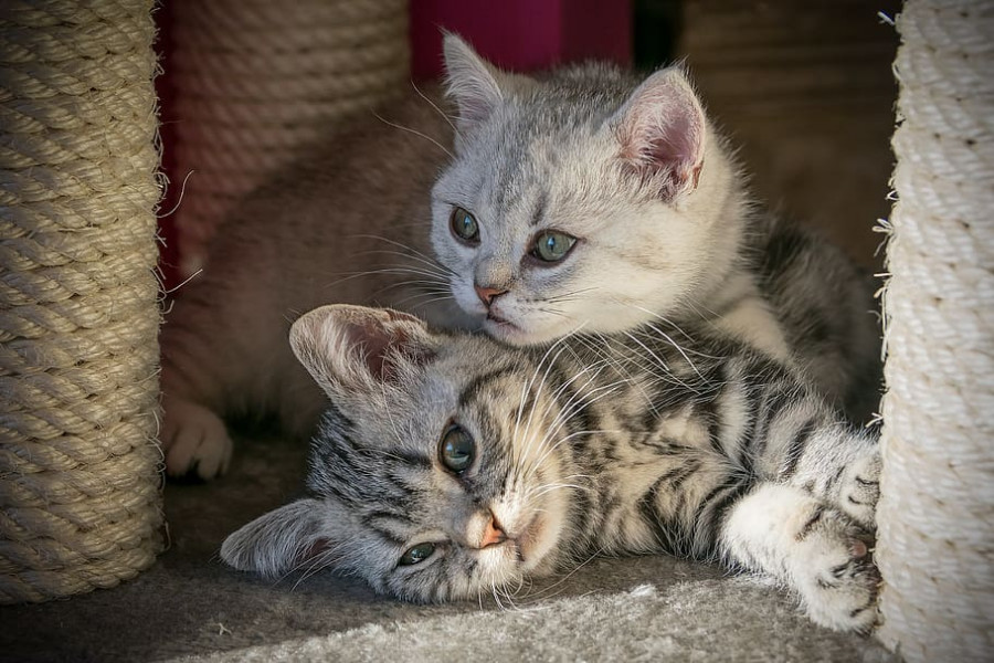 Gatos