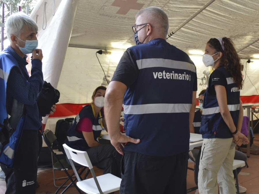 La palma veterinarios