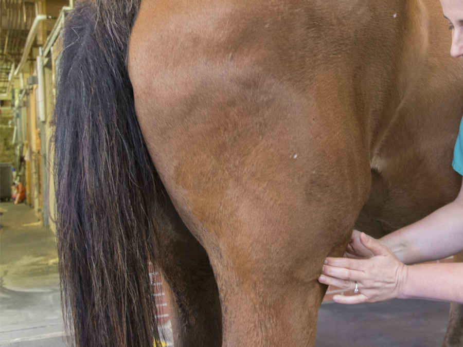Fisioterapia caballo fisio