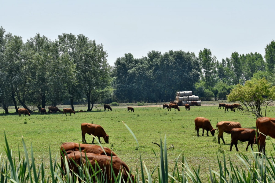 vacas ganadería