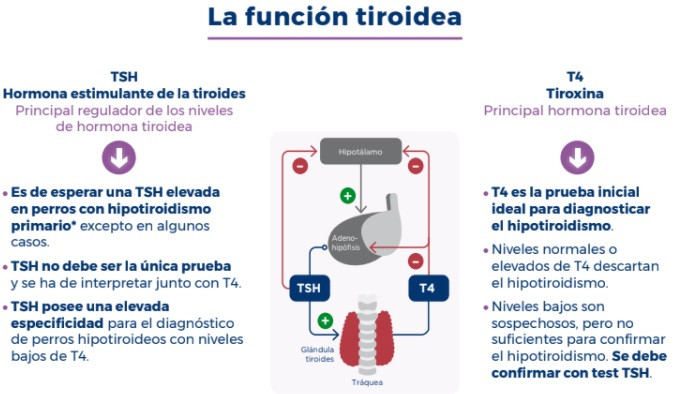 Tiroidea