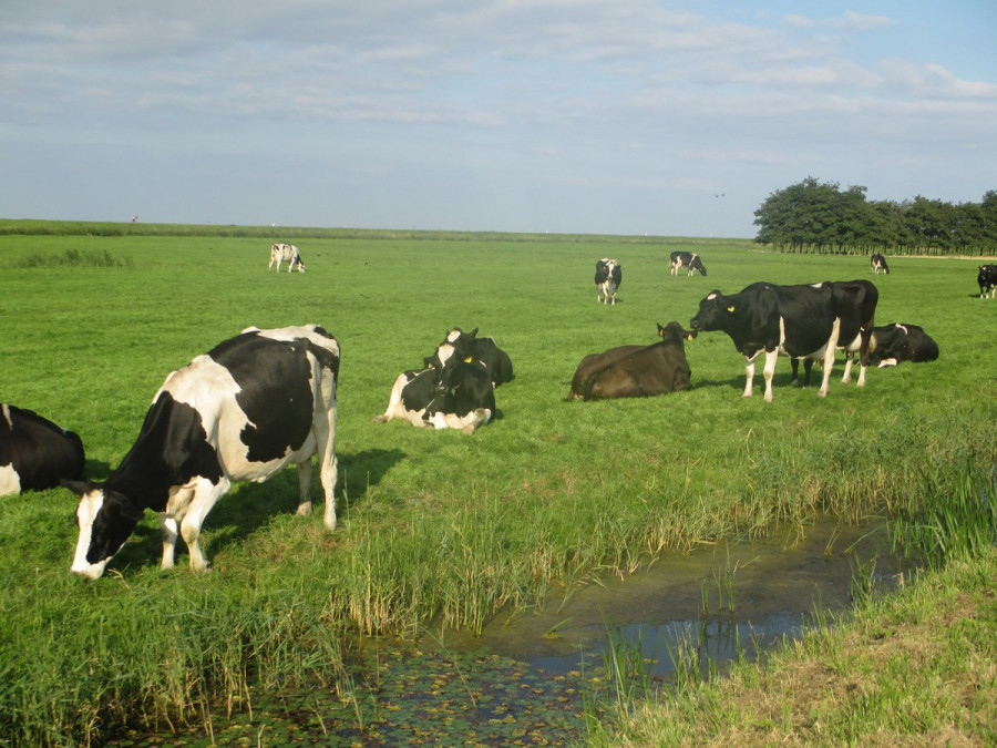 Vacas país vasco
