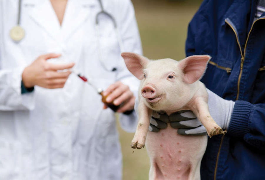 Vacuna cerdo ppa
