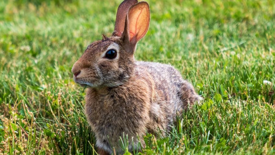 Conejo