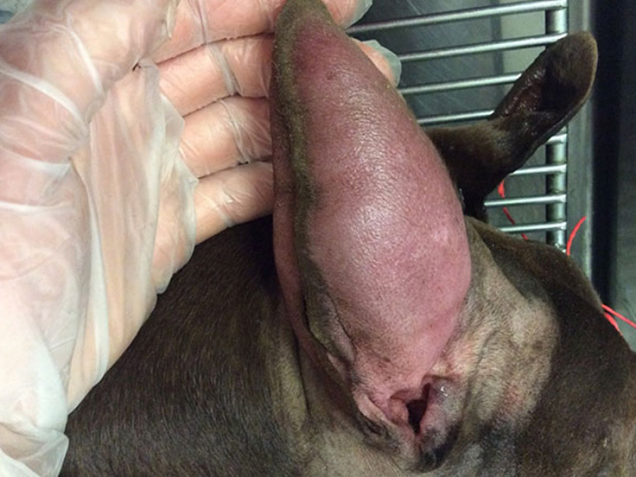 Zoe halfacree hematoma auditivo