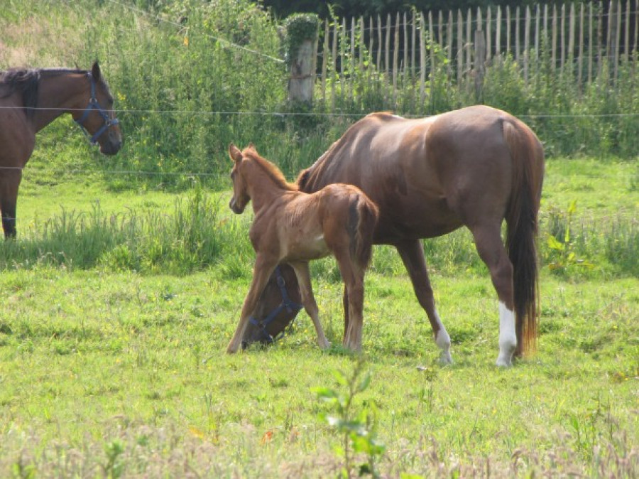 Caballos yegua