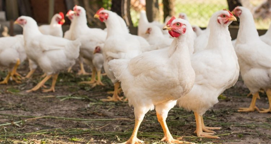 Gallinas gripe aviar