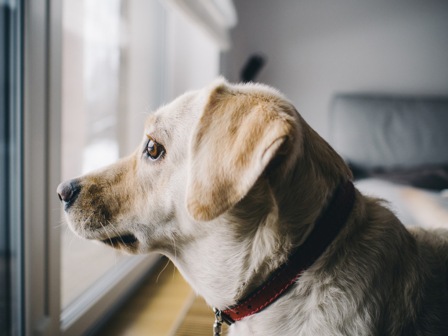 Actual querido vocal Utilidad de las nuevas tecnologías para combatir la ansiedad en perros