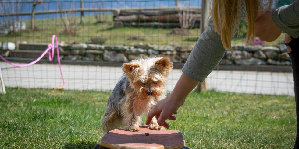 Expertos en comportamiento animal se posicionan a favor del adiestramiento en positivo