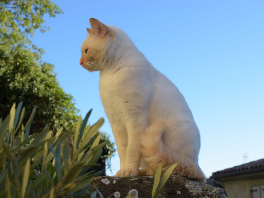 Gato calle