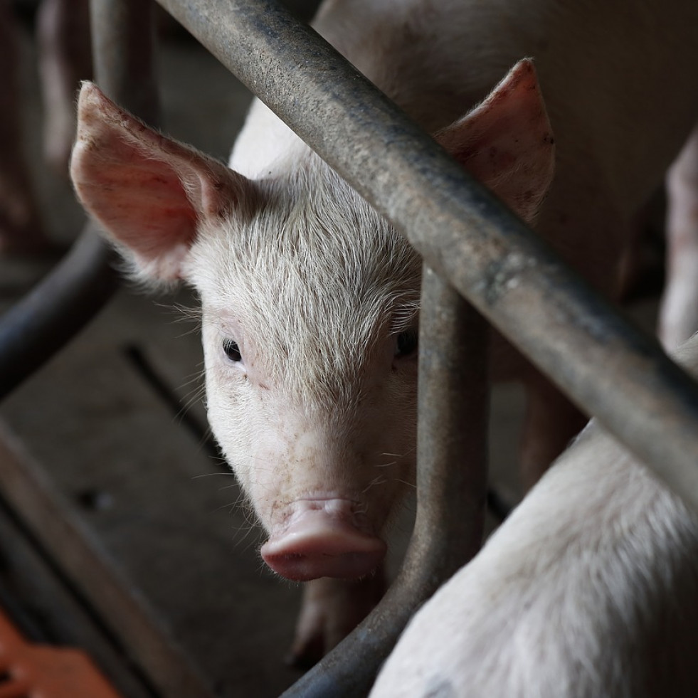 Pautas para reducir el impacto de las altas temperaturas en porcinos