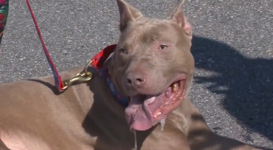 Perro lengua gigante 2