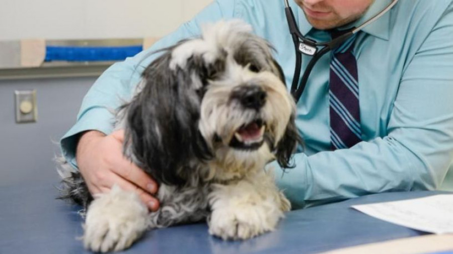 veterinario perro