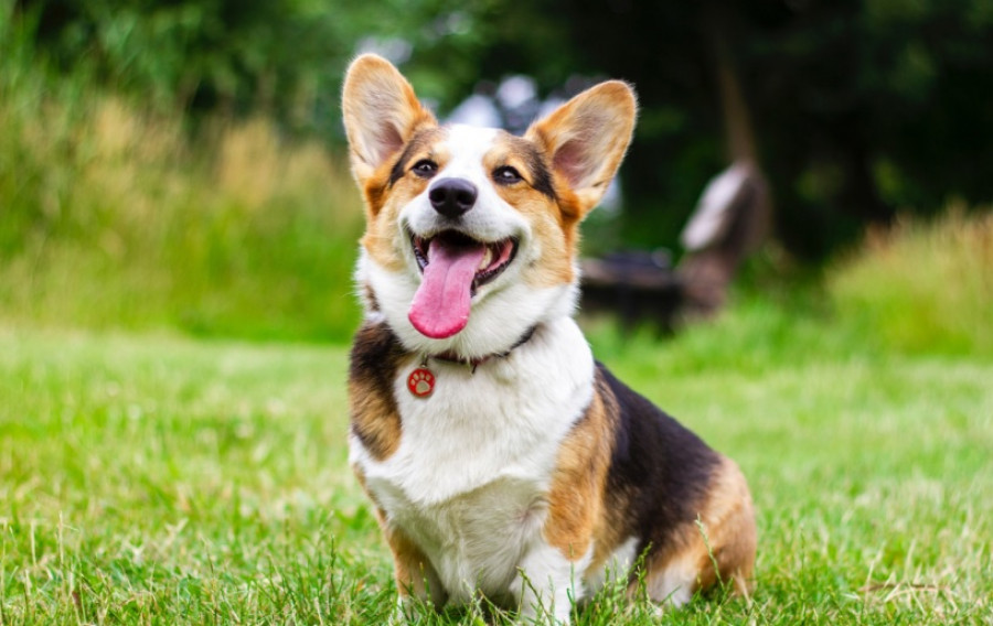 Perro césped