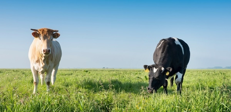 Vacas tuberculosis