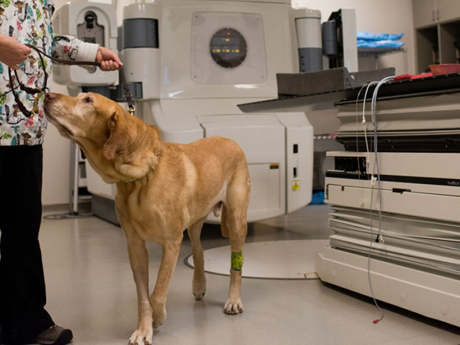 Oncología veterinaria