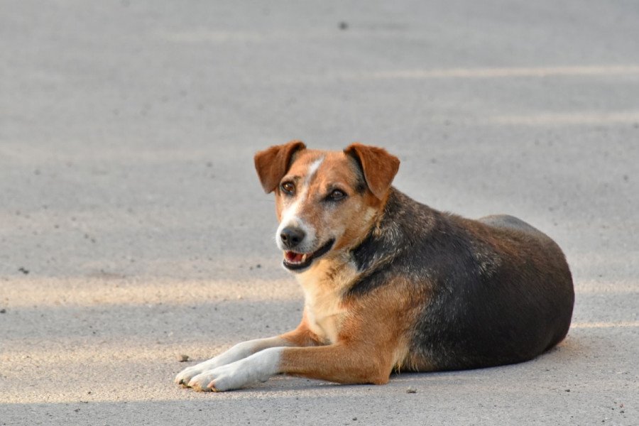 perro callejero