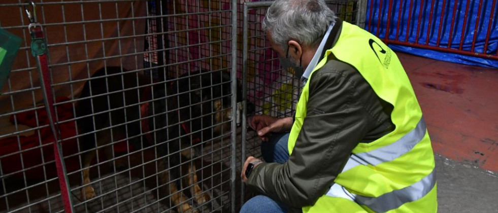 Casi 3.500 animales de compañía han sido recogidos en La Palma