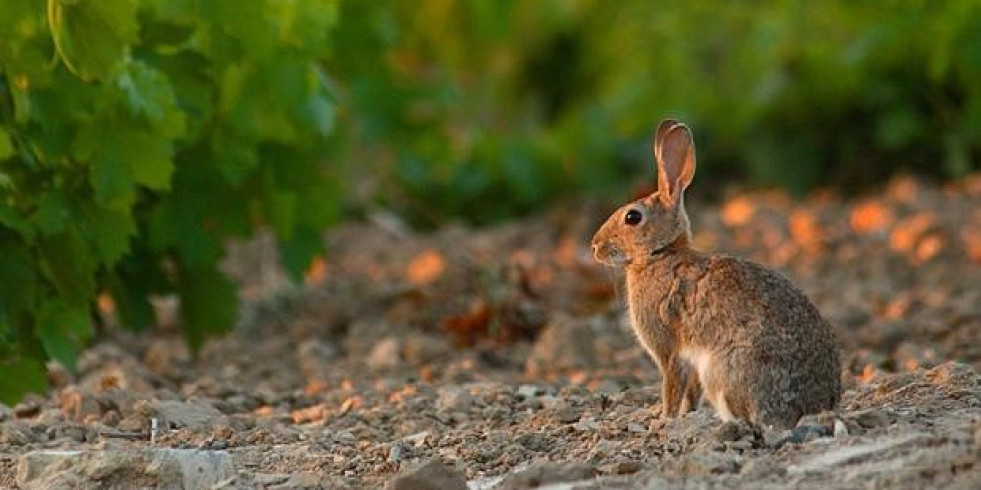 El impacto de los fitosanitarios en la fauna silvestre, a estudio