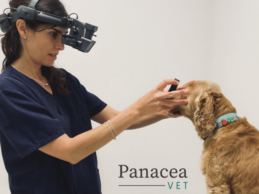 Panacea vet
