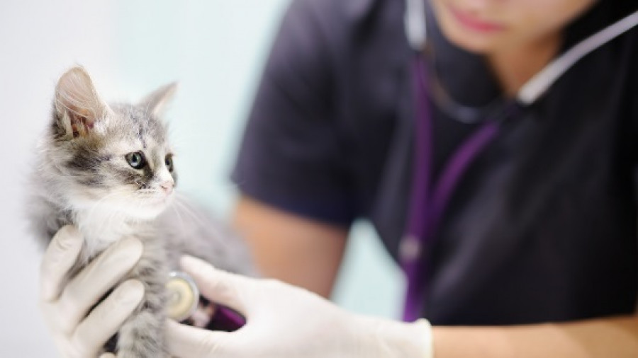 Veterinaria gato