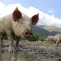 Estudio español revela parásitos que pueden proteger al cerdo del virus hepatitis E