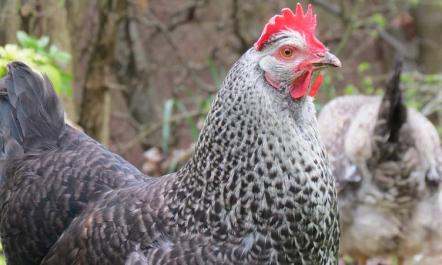 Gallina gripe aviar