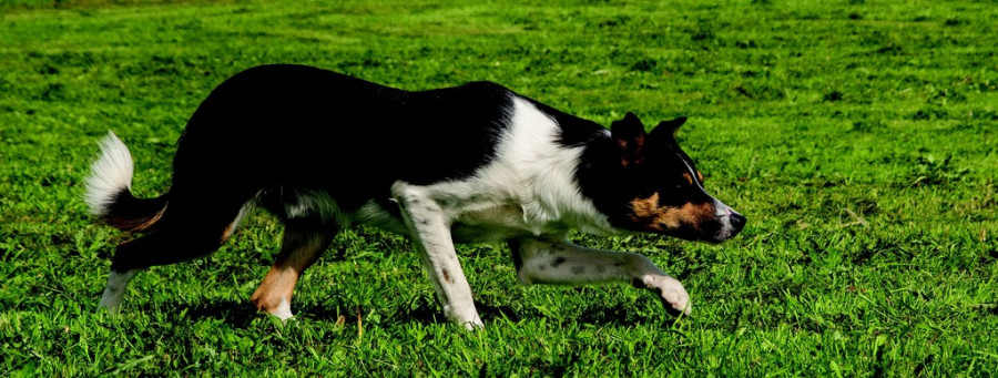 Perro campo